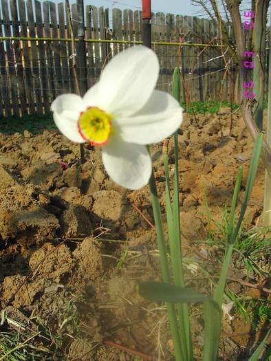 Narcise - Flori de Primavara