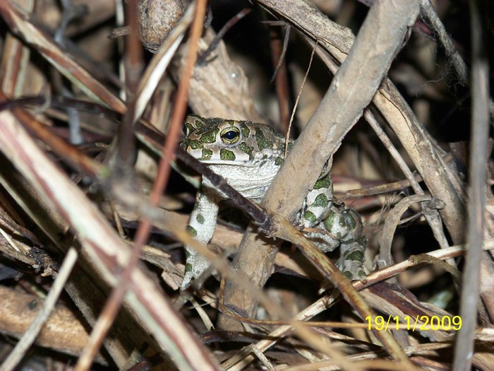 100_4905 - Toamna in curte  Timisoara