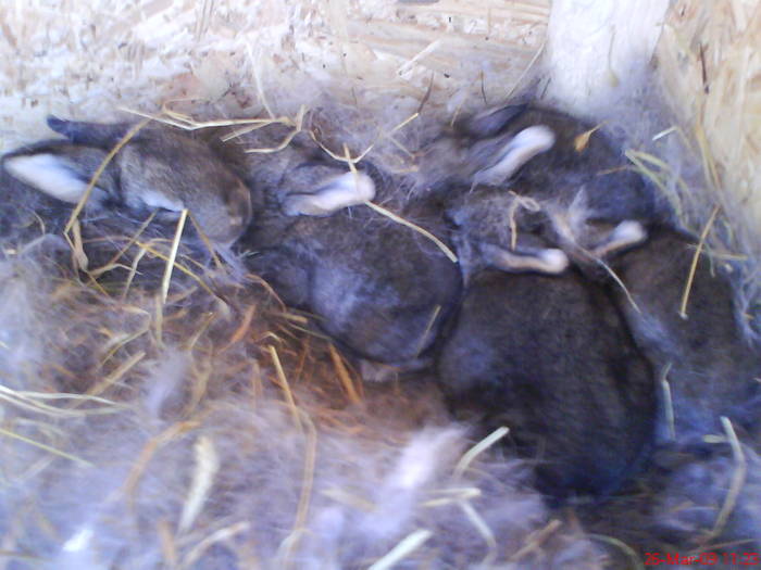 pui urias belgian 2 saptamani jumate