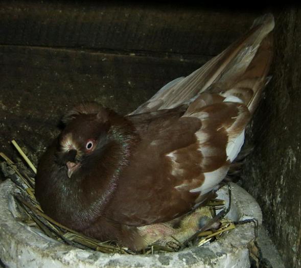 penciled - Culorile Porumbeilor NET