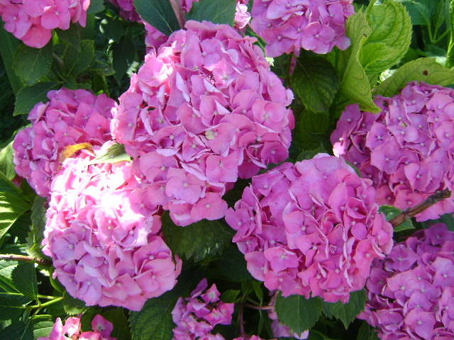 hortensia