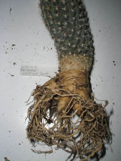 Lobivia zecheri - RADACINI de cactus