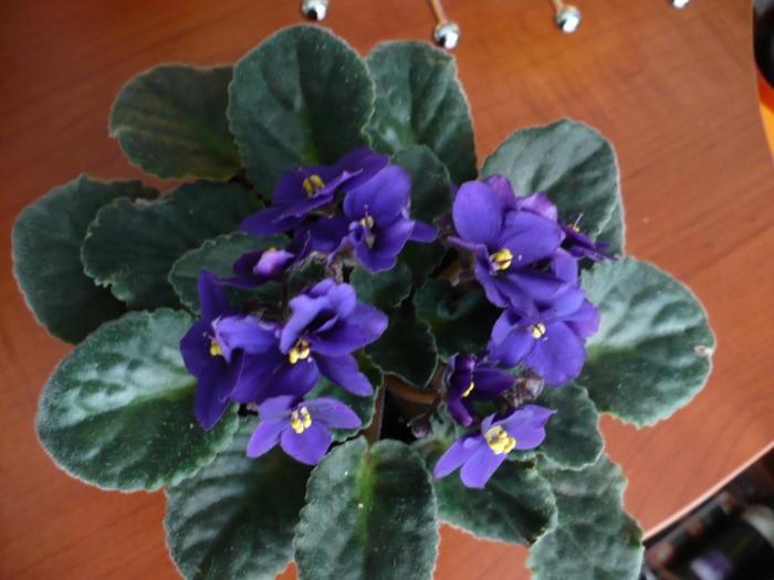P1060295 - Violete africane