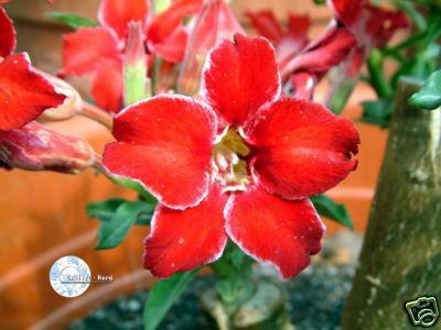 A. Small Red Plum - Adenium seminte