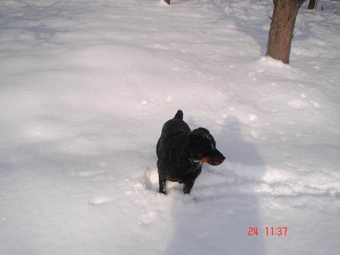 DSC08746 - Bella ianuarie 2010