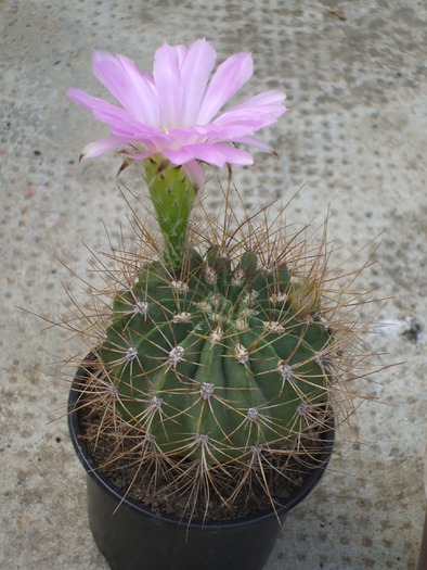 Acanthocalycium violaceum - ceva mai recent