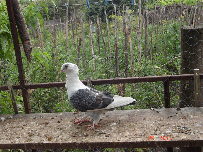 52 - C Porumbei Blueti si Satineti Vechi