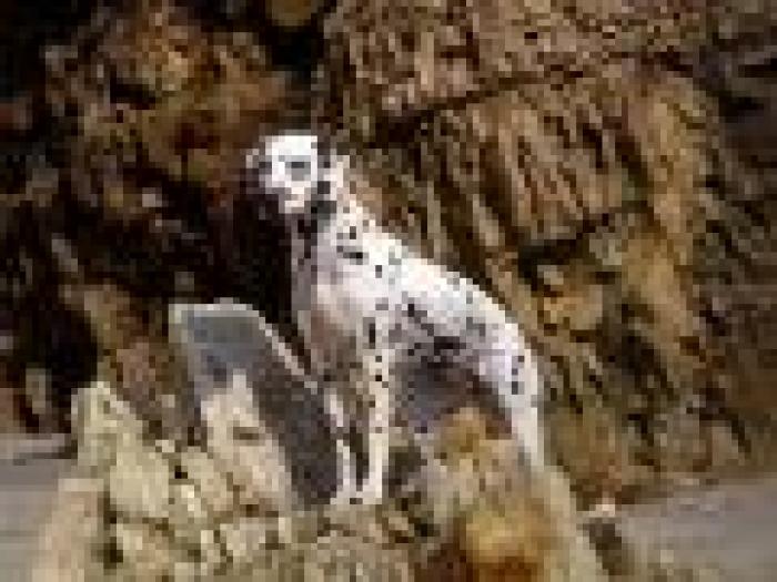 Dalmatian_Wallapper__Poze_cu_Dalmatieni - catelusi