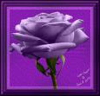 ED6 - Purple rose