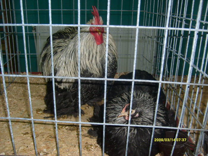 S6304058 - expozitie buzau