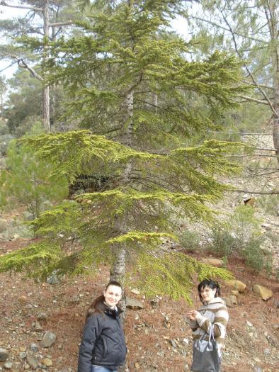 Picture 674; Muntii Troodos
