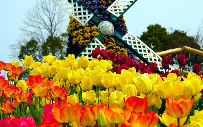 Flowers-Garden.2