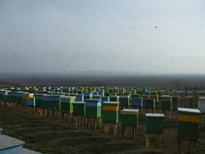 DSCF1707 - stupina  incepand cu 2008