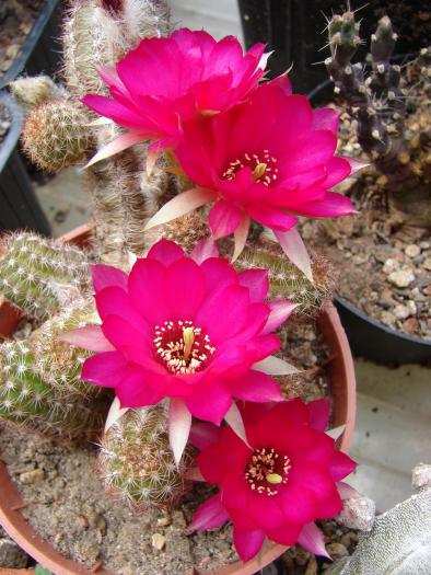 Chemaelobivia sp. - Cactusi la Mangalia