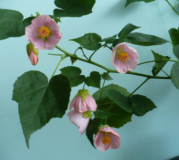 P1140873 - ABUTILONI