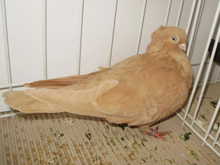 braila 5 - 1509 rom juc 1