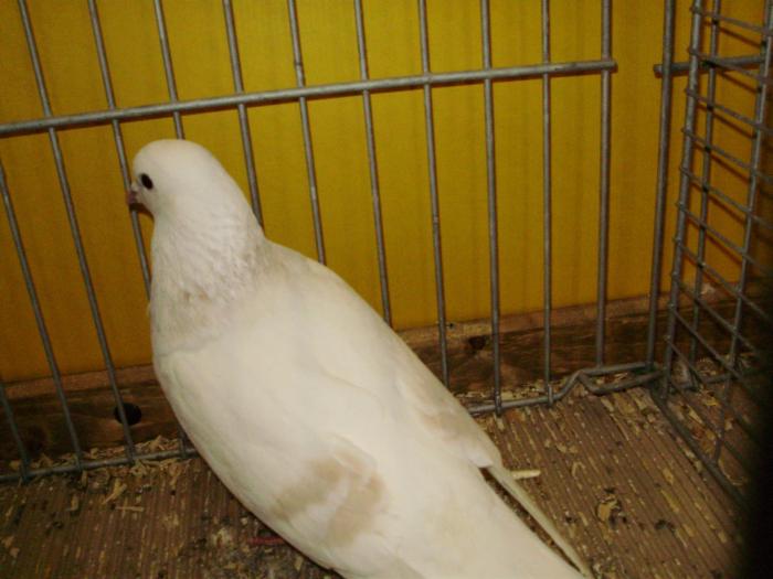 11247a thuringer mondtauben 1