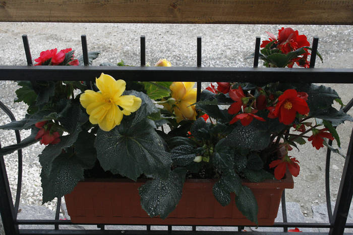 Begonia - garden 2009