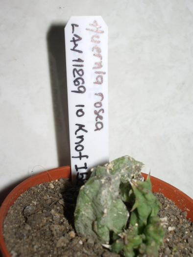 Rotation of IMGP7381 - Asclepiadaceae
