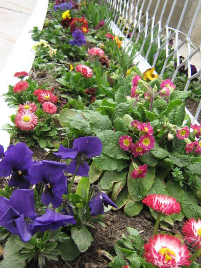 1 aprilie 039 - flori de gradina 2009