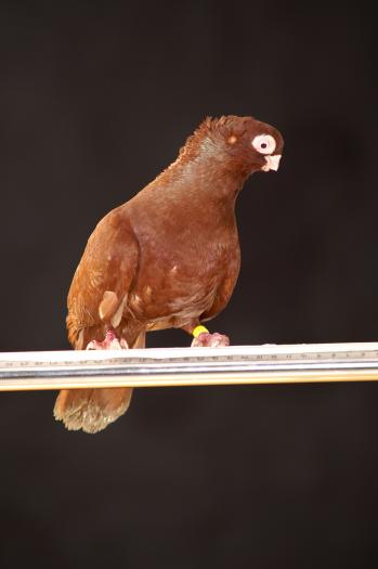 Picture 072 - jucatori de constanta