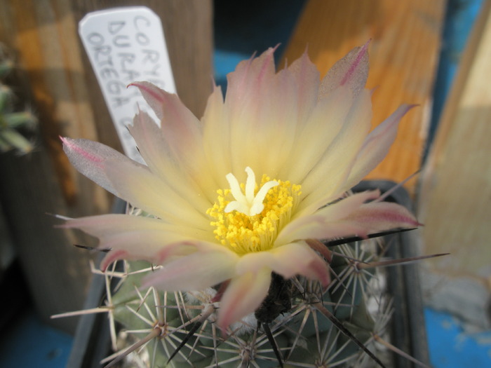Coryphantha durangensis - floare