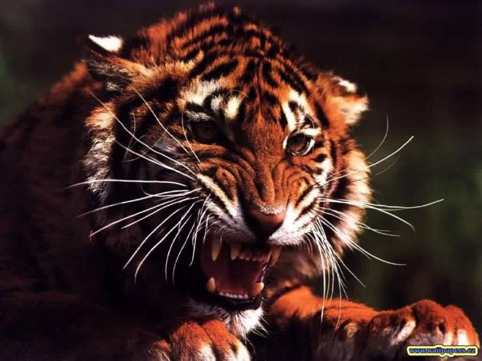 tygrlive - leoparzi si tigri