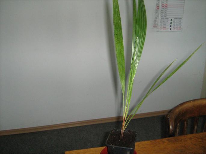 Palmier junior - Album plante de interior