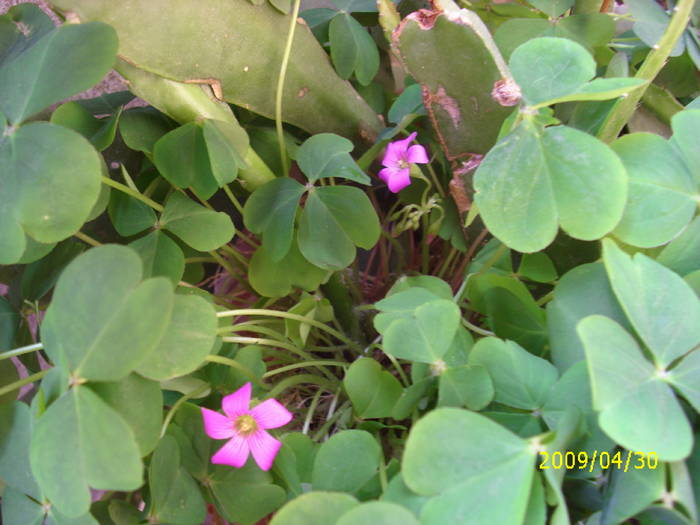 Picture 043; oxalis

