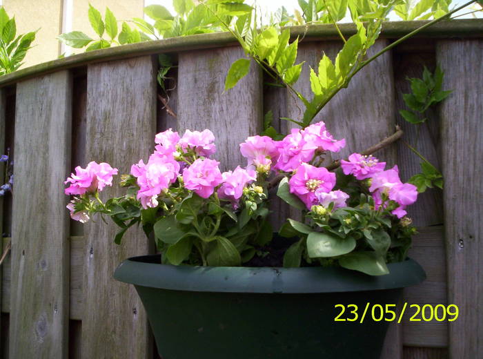 Petunii Candyfloss 23 mai 2009