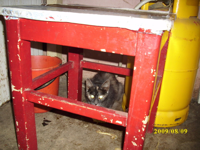 DSCI0810 - pisici si catelusa Boggy