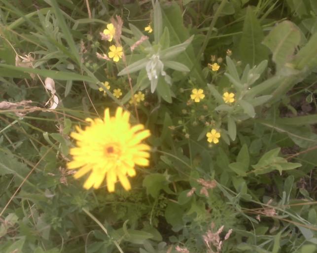 14-06-08_1219 - Flora spontana