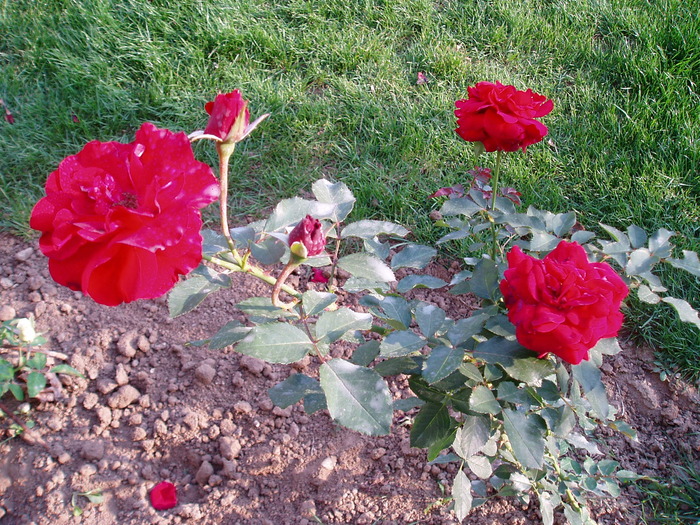 PA100380 - Florile mele 2009