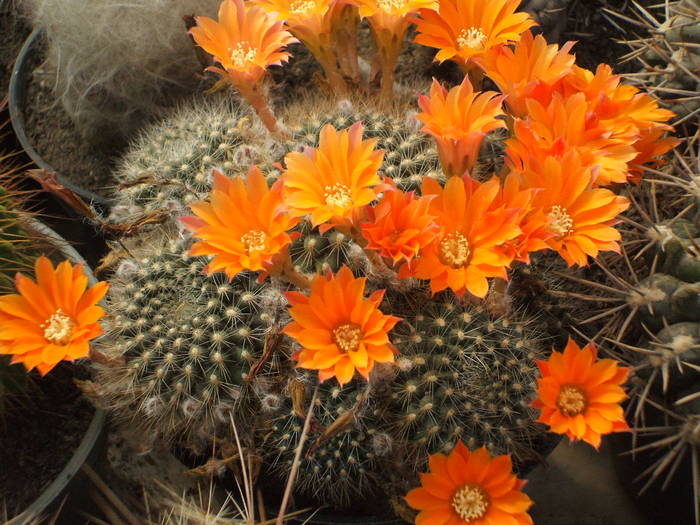 Mediolobivia flavistila - colectia mea de cactusi