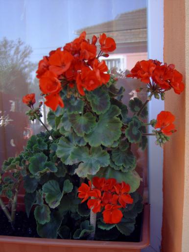 muscate in august - Plantele mele de terasa si exterior