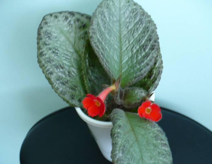 P1110443 - Episcia 2009 - 2010 - 2012 - 2014