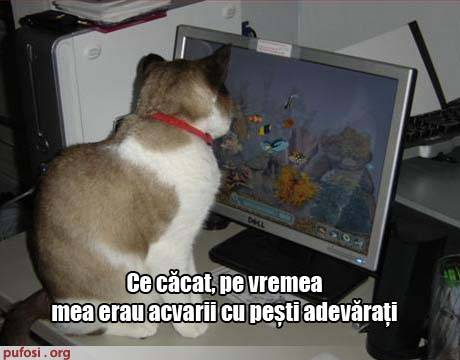 poze-amuzante-pisica-la-laptop-acvariu-pesti