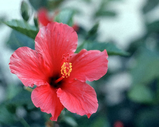 Hibiscus Painting