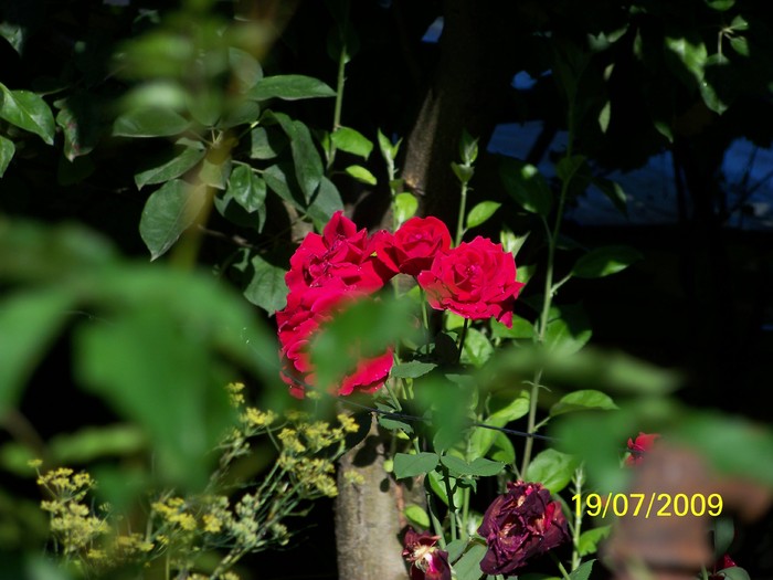 100_8178 - Iulie 2