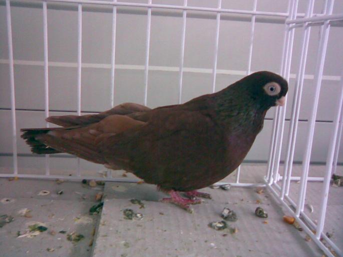 ardeal rosu 1 - 1503 partea 1