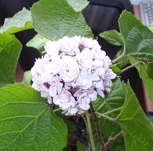 clerodendrum philippinum - Alte plante