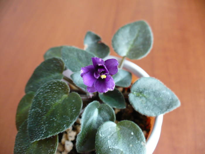 Midnight Waltz (violeta mini) - Saintpaulia - violete de camera