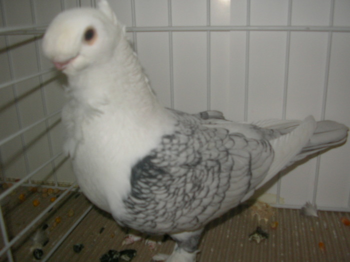 SANY0159 - poze expo 2009