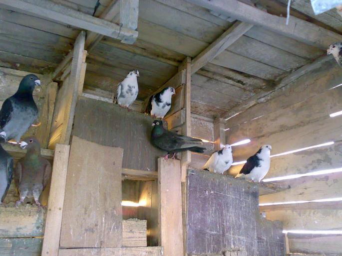 24022008335 - 1704 Senol Resid