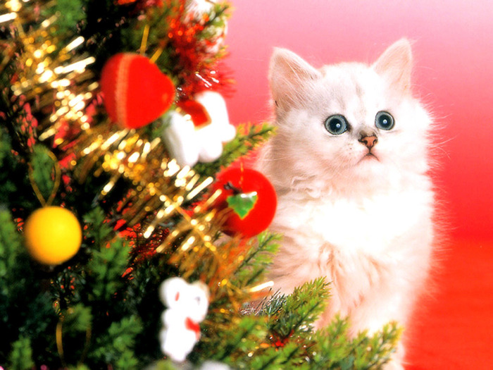 Christmas_Cats_wallpapers - poze animale