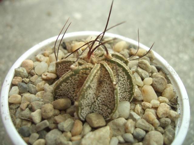 Astrophytum capricorne - Astrophytum