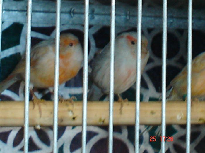 DSC02233 - PASARI CARE NU LE MAI AM - CANARI