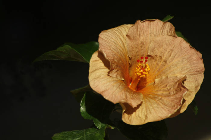 Hibiscus Topaz Glory - plante 2009