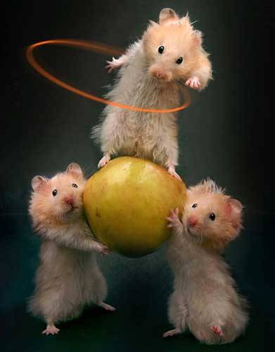 (108) - Funny Pictures