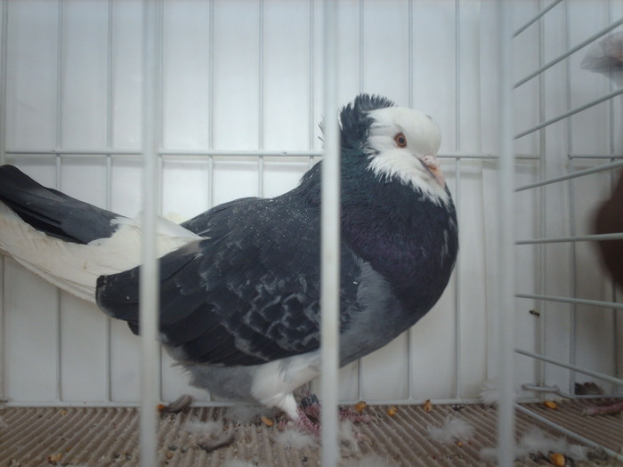 IMG_3164 - poze de la expozitia nationala lugoj 2009